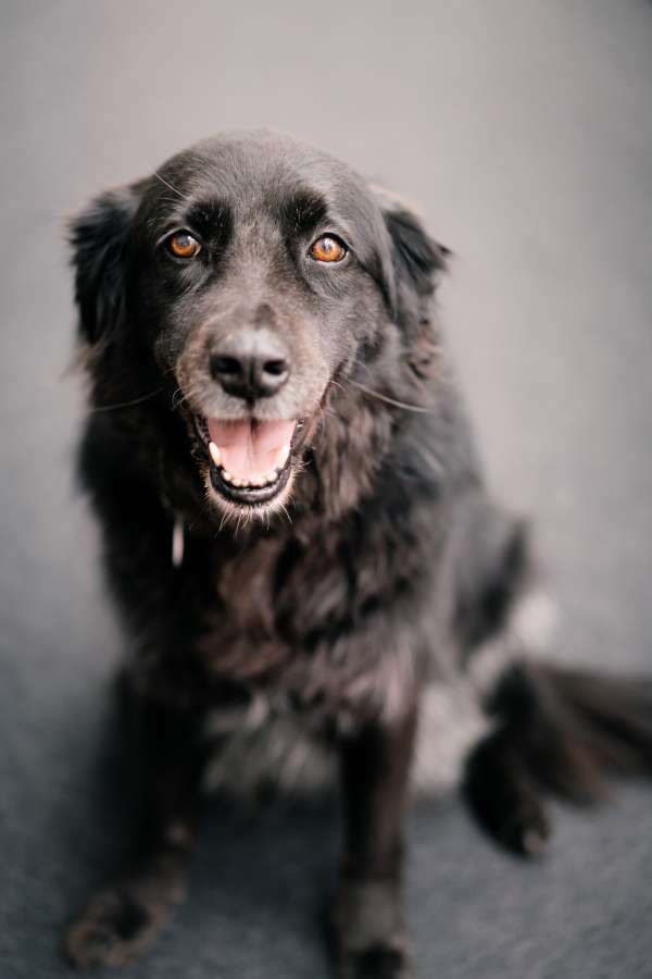 Sadie